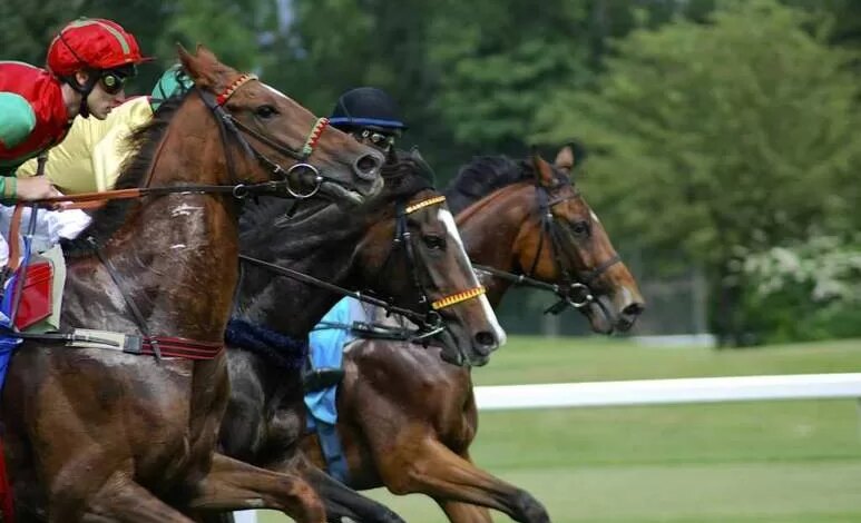 Tiercé Quarté Quinté à l’hippodrome de la Métairie Neuve 001