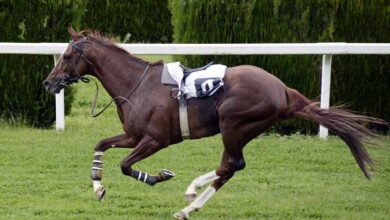 Galop a la metairie neuve chateaubriant