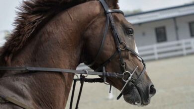 Hippodrome de la Métairie Neuve Châteaubriant