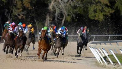 9 courses de galop à la Métairie Neuve hippodrome Châteaubriant@grifjef