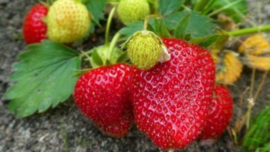 Ancenis Les jardins familiaux rouvrent