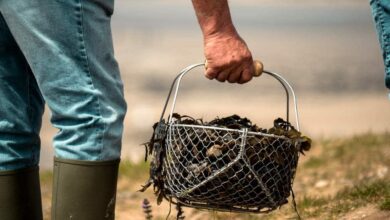 levee partielle des interdictions de peche a pied