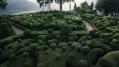 nantes humanite vegetales sur l ile de versailles 1 1