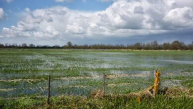 marais de coueron