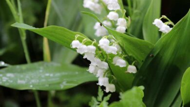 32 000 brins de muguet offerts dans les Ehpad de Loire-Atlantique