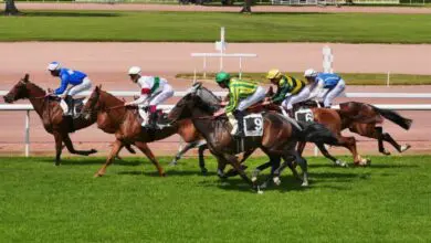 une-journee-de-galop-a-chateaubriant