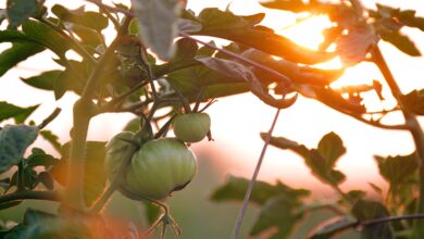 le-jardin-partage-de-la-muloche-fete-le-printemps