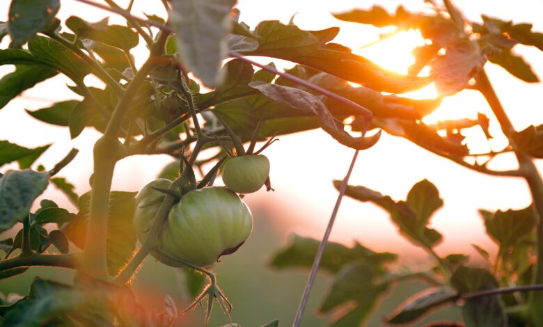 le-jardin-partage-de-la-muloche-fete-le-printemps