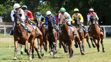 erbray-un-dimanche-de-galop