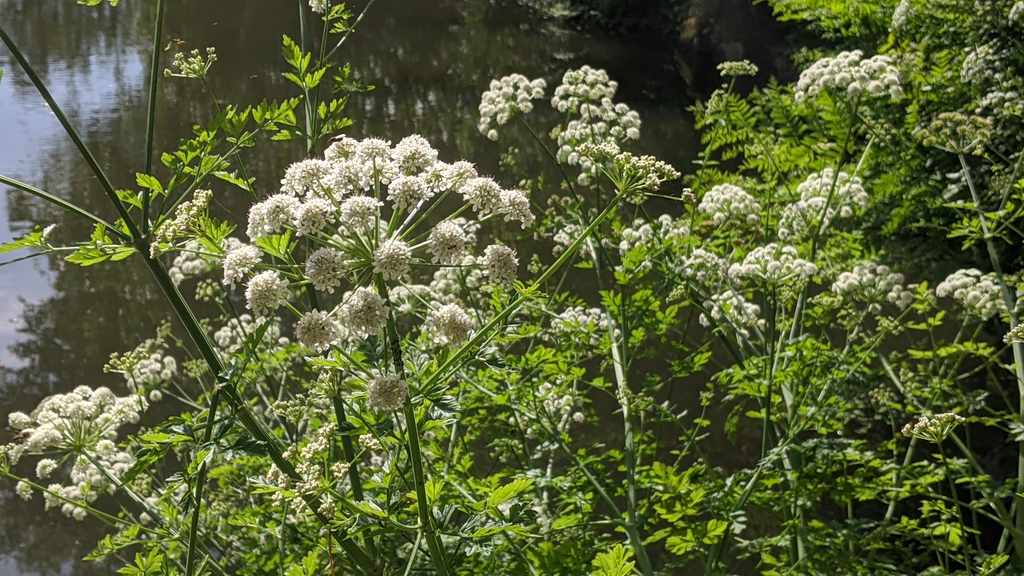 Un paysage serein au bord d&#039;une rivière près de Châteaubriant présente des plantes vertes luxuriantes avec des grappes de petites fleurs blanches en pleine floraison. La rivière, partiellement visible à l&#039;arrière-plan, reflète doucement la végétation environnante, capturant l&#039;essence tranquille de cette région pittoresque.