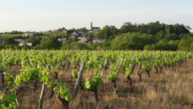 les-routes-du-vignoble-en-travaux