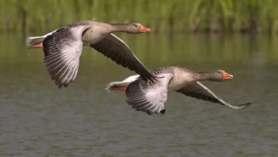 repartir-apres-linfluenza-aviaire