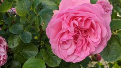 nantes-la-folie-des-plantes-accueille-170-exposants