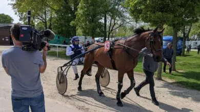 le-trot-a-lhonneur-a-lhippodrome-de-chateaubriant