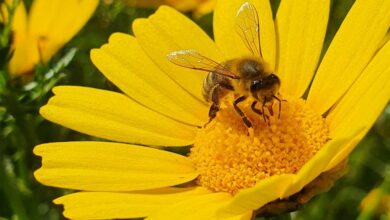 Les collectivités se mobilisent pour l’abeille