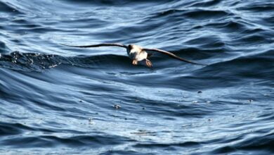 les-oiseaux-marins-proteges-de-loire-atlantique