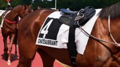 au-galop-ce-lundi-a-lhippodrome-de-chateaubriant