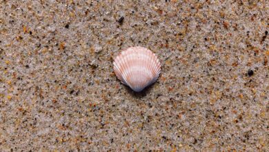 nouvelle-interdiction-de-peche-aux-coquillages-en-loire-atlantique