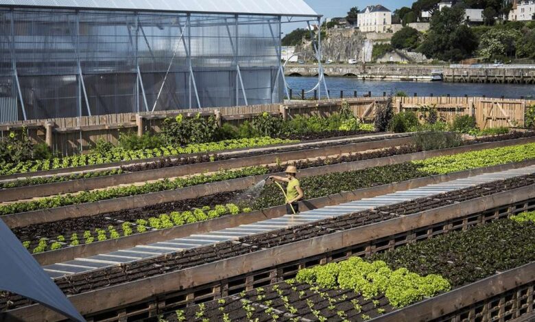 le-potager-de-la-cantique-prend-ses-quartiers-dhiver