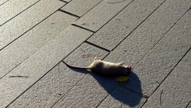 les-rats-proliferent-a-chateaubriant