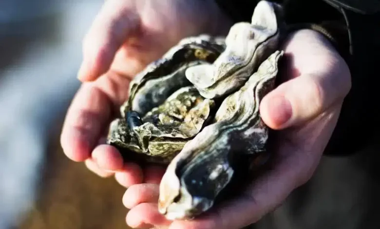 huitres-moules-et-coquilles-saint-jacques-interdites-a-la-peche