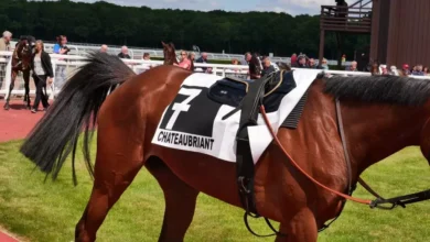 une-journee-de-trot-a-lhippodrome-de-la-metairie-neuve-a-chateaubriant