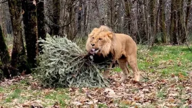 les-animaux-de-planete-sauvage-se-regalent-de-vos-sapins-de-noel