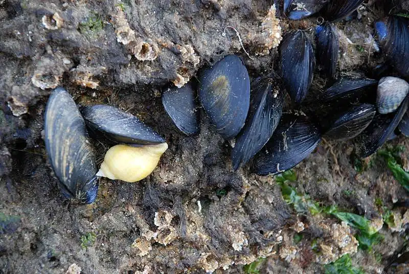 Pêche aux coquillages : la situation s'améliore