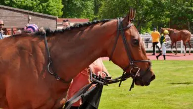 Meeting de Printemps à l'hippodrome de Châteaubriant