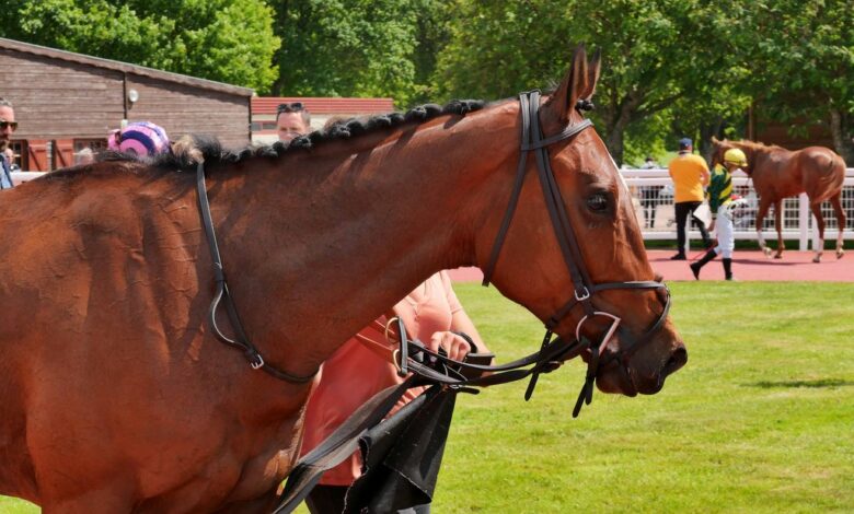 Meeting de Printemps à l'hippodrome de Châteaubriant