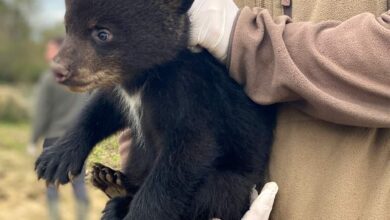 Deux oursons et cinq bébés émeus naissent à Planète Sauvage