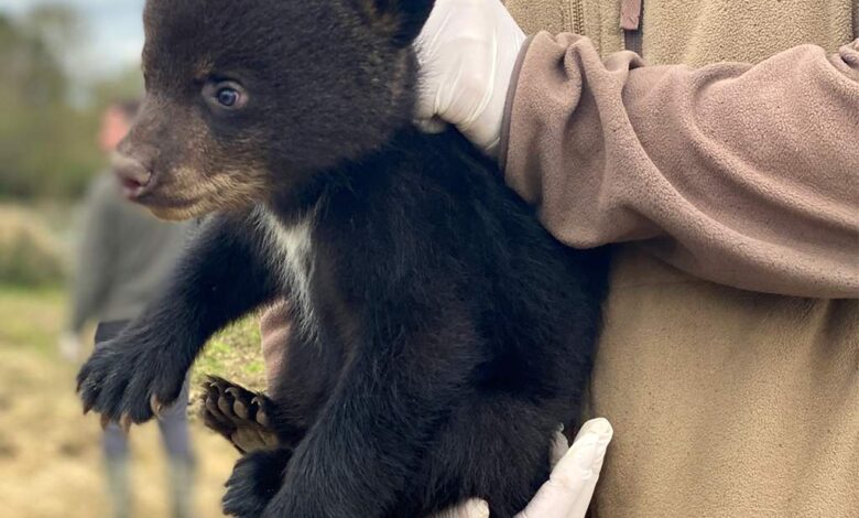 Deux oursons et cinq bébés émeus naissent à Planète Sauvage