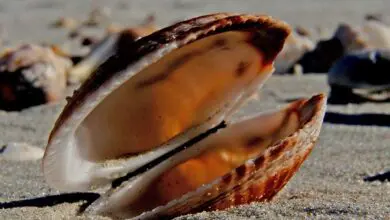 La pêche aux coquillages interdite sur le littoral de Loire-Atlantique