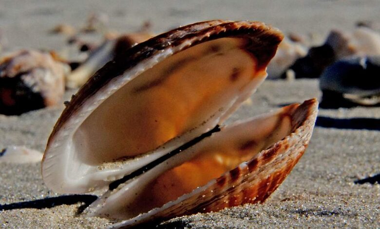 La pêche aux coquillages interdite sur le littoral de Loire-Atlantique