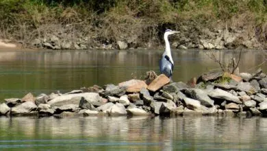 Une balade ornithologique sur la Loire