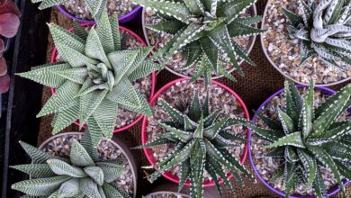 Bourse aux plantes à la Forge