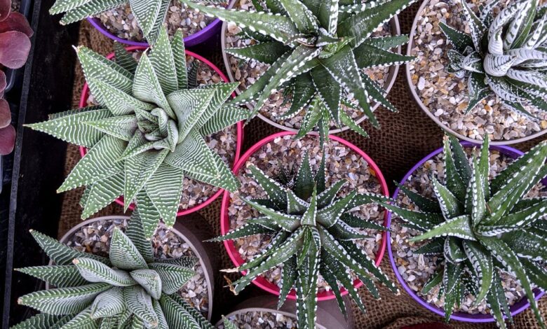 Bourse aux plantes à la Forge