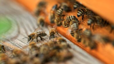 La FNSEA et les JA veulent utiliser un pesticide tueur d'abeilles