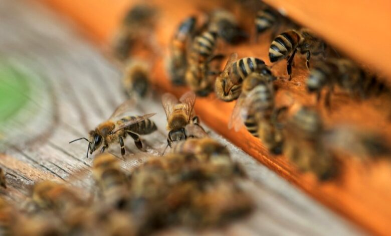 La FNSEA et les JA veulent utiliser un pesticide tueur d'abeilles