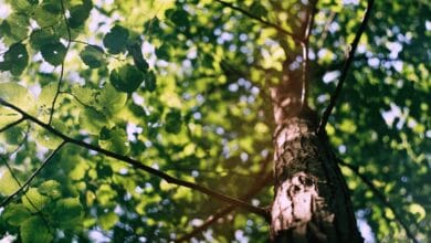 Nantes Nord : les riverains vent debout contre l'abattage des arbres