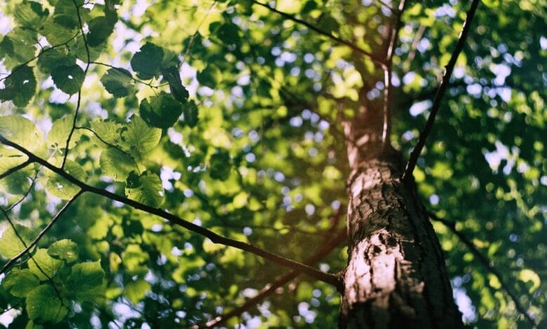 Nantes Nord : les riverains vent debout contre l'abattage des arbres