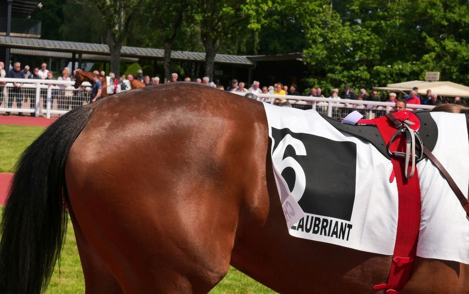 Hippodrome de Châteaubriant : avant-première du Prix d'Amérique